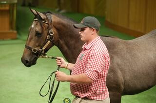 On the second day of Book 2, the highlight lot was Trelawney Stud's Lot 902. Photo: Trish Dunell